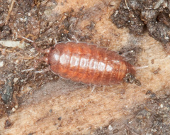 Trichoniscus pusillus