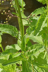 Scrophularia auriculata