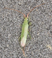 Trigonotylus