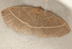 Trisateles emortualis