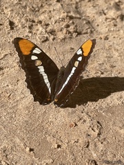 Adelpha
