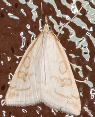 Udea lutealis