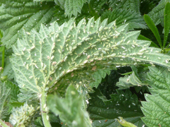 Microlophium carnosum