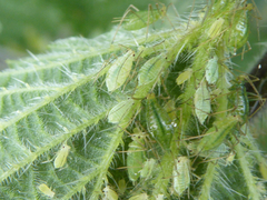 Microlophium carnosum