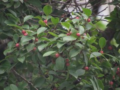 Ficus