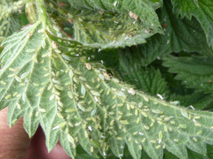 Microlophium carnosum