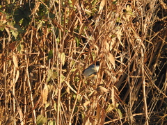 Microspingus melanoleucus