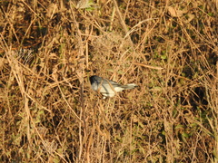 Microspingus melanoleucus