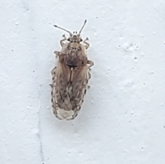Parapiesma cinereum