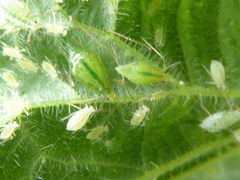 Microlophium carnosum