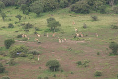 Giraffa camelopardalis antiquorum