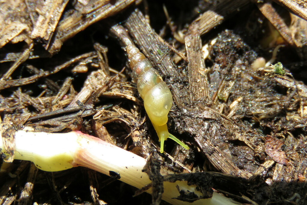 Graceful Awlsnail (Gastropoda (snails and slugs) of the British Indian Ocean Territory