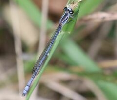 Pseudagrion kersteni