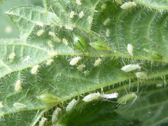 Microlophium carnosum