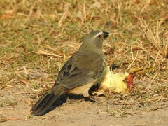 Saltator coerulescens