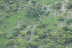 Giraffa camelopardalis antiquorum