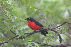 Laniarius erythrogaster