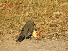 Saltator coerulescens