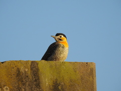 Colaptes campestris campestroides