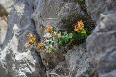 Hypericum nummularium