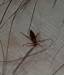Siphonaptera