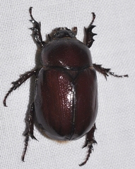 Phyllognathus excavatus