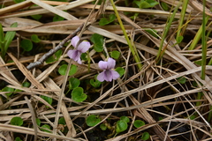 Viola palustris