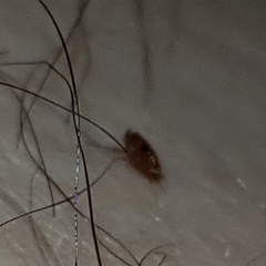 Siphonaptera