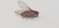 Drosophila