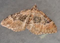 Xanthorhoe quadrifasiata