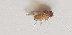 Drosophila