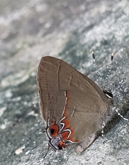 Calycopis isobeon