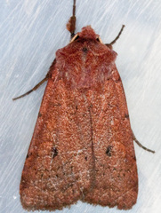 Xestia castanea