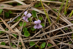 Viola palustris