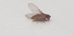 Drosophila