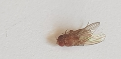Drosophila