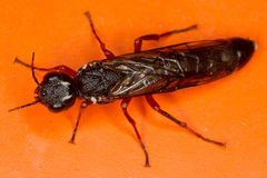 Xiphydria camelus