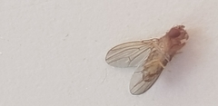 Drosophila