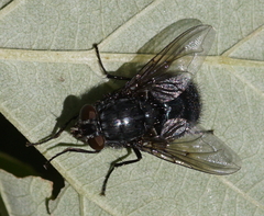 Calliphorinae