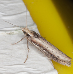 Ypsolopha parenthesella