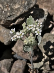 Homalocarpus dichotomus