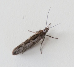Ypsolopha vittella