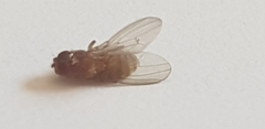 Drosophila