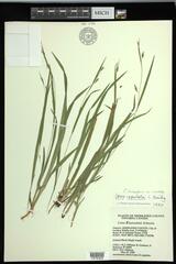 Carex laxiculmis copulata