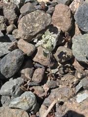Homalocarpus dichotomus