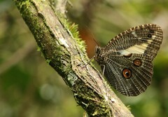 Dasyophthalma creusa