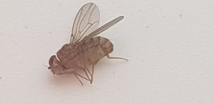 Drosophila