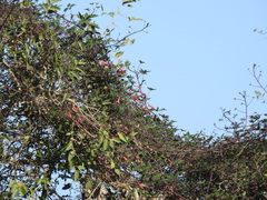 Tropaeolum pentaphyllum