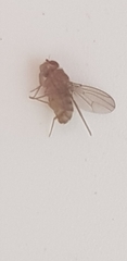 Drosophila