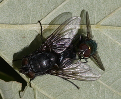 Calliphorinae